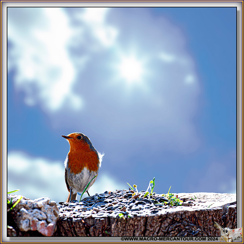 Rouge-Gorge